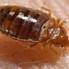 The typical response to a house centipede probably involves a shoe, but like almost every other bug out there, this particular bug does have a purpose. Freaky Bugs Reliable Pest Solutions
