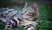 Is My Cat A Bengal? | Bengal Cats – Bengals Illustrated
