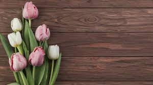 Close Up Of White And Pink Tulips On Wooden Textured Background Flower Background Wallpaper Pink Tulips Flower Backgrounds