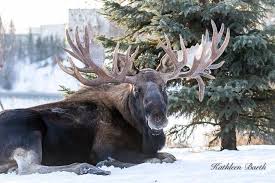 Pin By Gordon Law On Moose Animals Wild Moose Pictures Moose Pics