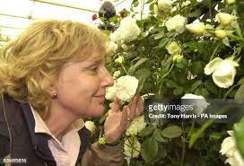 21 Peter Beales Roses Stock Photos, High-Res Pictures, and Images