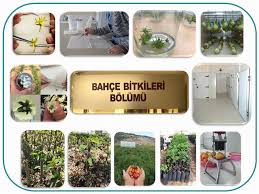 Ziraat Fakultesi Fakultesi Bahce Bitkileri Bolumu Isparta Uygulamali Bilimler Universitesi