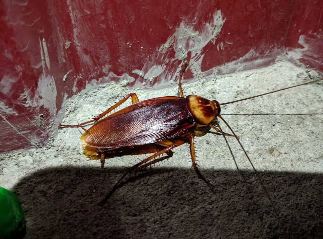 Signs of Cockroach Infestation: How to Detect Them Early | Pest Guard