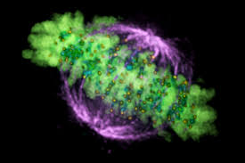 During prometaphase, the nuclear envelope breaks up. Spindle Fibers Definition And Function