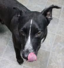 Maybe you would like to learn more about one of these? Dogs For Adoption Near Wisconsin Wi Petfinder