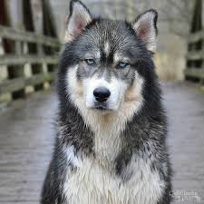 6 beautiful husky puppies for sale looking for there forever loving homes. Possible Agouti Pups Opinions Wanted Husky General Husky Owners The Siberian Husky Forum