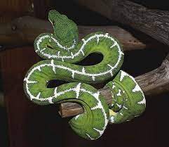 Tony Nicoli - Awesome Arboreals - Amazon Basin Photo Gallery 2 Emerald Tree Boa Snake Lovers Reptiles