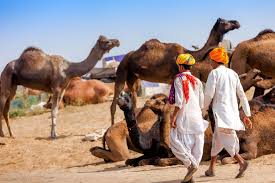 Swan tours is best tour operator in india list of tour operators in india. Small Group Tours Luxury Holidays Inc Pushkar Camel Fair Transindus