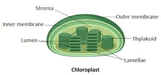 Check spelling or type a new query. Dark Reaction Of Photosynthesis Occurs In A Thylakoid Class 11 Biology Cbse