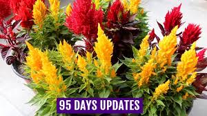 It grows 24 inches and 16 wide. Know How To Grow N Care For Celosia Plants Complete Guide Youtube