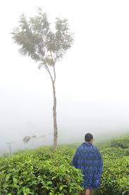 Kebun teh medini kecamatan limbangan kabupaten kendal jawa tengah,merupakan pesona wisata pegunungan di jateng dengan pabrik teh peningalan belanda,dengan seratus tempat wisata seperti juruk,goa,air panas dll. Tamasya Ke Kebun Teh Medini Kendal Albertna Com