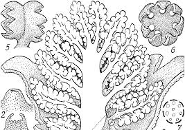 Image result for Tessmannia anomala