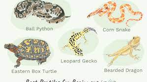 Definitely @ us with a photo of your favorite scaled pet!. An Overview Of Pet Reptiles For Beginners