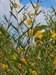 Image result for Chamaecrista gracilior