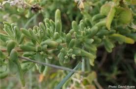 Image result for Tetragonia spicata