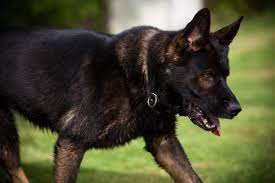 Black Sable Page 2 German Shepherd Dog Forums Black Sable German Shepherd Sable German Shepherd Black German Shepherd