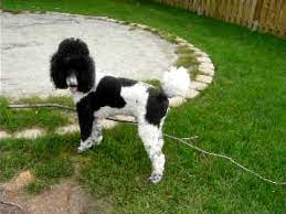 We did not find results for: Parti Standard Poodle Puppy Tries To Bring A Very Long Stick In The House So Cute Youtube