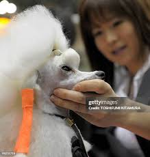 141 Judge Cuts 4 Stock Photos, High-Res Pictures, and Images