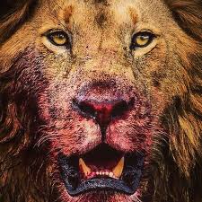 #lion #أسد #🦁 #arabiccalligraphy #typography #arabic #illustration #leon #löwe. Moosach 1905 Gs Cimbom Aslan 1860 Munchen
