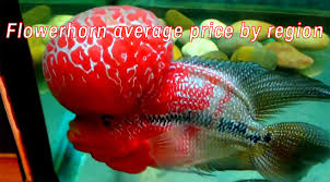 Fishing shop · pet service. Flowerhorn Average Price By Region Flowerhorn
