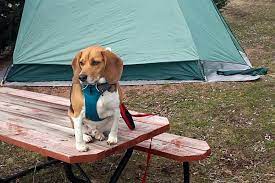 Campgrounds in cripple creek colorado: Cripple Creek Colorado Springs West Koa Pet Policy