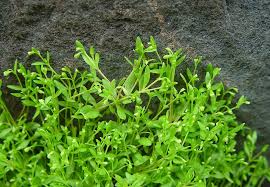 Image result for Montiniaceae