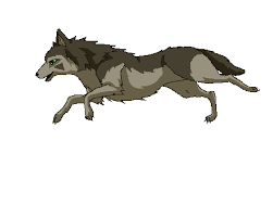 25 Amazing Wolf Gifs Wolf Running Cartoon Wolf Wolf Photos