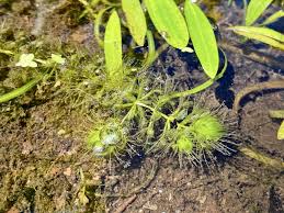 Image result for Aldrovanda vesiculosa