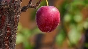 Prunus americana has often been planted outside its native range and sometimes escapes cultivation. How To Grow And Care For An American Wild Plum Tree Prunus Americana Dengarden