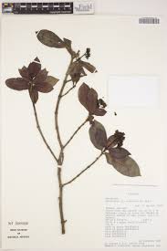 Image result for Lasianthus kilimandscharicus