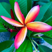 We did not find results for: The Plumeria Lady Houston Tx Home Facebook