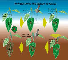 Within a pest population there is genetic variation in their resistance to pesticides. How Pesticide Resistance Develops Grapes