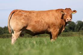 limousin cattle| limousin cattle for sale-orderlivestock.com