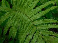 Image result for Amblovenatum