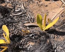 Image result for Pygmaeothamnus zeyheri