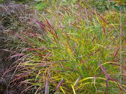Image result for Panicum chionachne