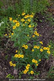 Image result for Humularia pseudo aeschynomene