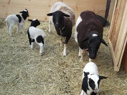 Black And White Sheep Dorpers Hair Sheep Ewes And Lambs Sheep Sheep And Lamb Goats