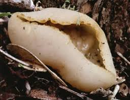 Image result for Renealmia susanneae-katziae