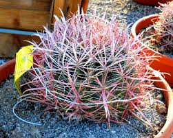 2900 ivanpah drive henderson, nevada, 89074. Best Sellers Cactus Joe S Las Vegas Nursery