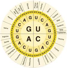 Quia Ap Chapter 17 From Gene To Protein Detailed