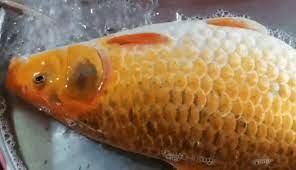 Maybe you would like to learn more about one of these? Cáº­n Cáº£nh Con Ca Chep Vang Khá»§ng Ä'Æ°á»£c Tiá»ƒu ThÆ°Æ¡ng Rao Ban á»Ÿ Chá»£