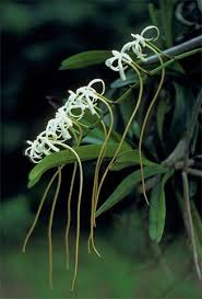 Image result for Rangaeris