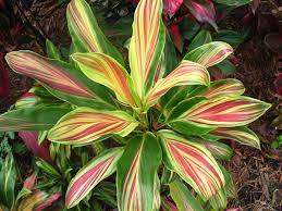 The International Cordyline Society Tropical Flower Plants Tropical Garden Plants Ornamental Plants