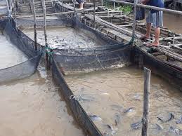 Akan rnemperoleh uang tapi cepat habisnya. Ketika Petambak Ikan Patin Keramba Oki Diterpa Pandemi Tak Ada Agen Medsos Pun Jadi Populinews