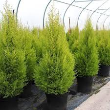 Get the hardwood flooring you want now. Cupressus Goldcrest Wilma Montery Cypress Wilma Mail Order Trees