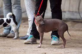 Check spelling or type a new query. Super Susse American Hairless Terier Der Club Fur Alle Rassehunde E V Deutschland Car E V