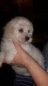 Maybe you would like to learn more about one of these? Bolognese Puppies For Sale California Street Ca 262042