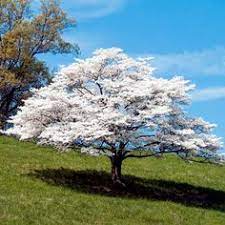 Selecting a tree species for your landscaping can be difficult if you don't know what you're looking for. 40 Zone 7 Flowering Fast Growing Trees Com Ideas Fast Growing Trees Growing Tree Flowering Trees