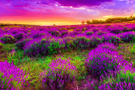 The great collection of spring scenery wallpaper for desktop for desktop, laptop and mobiles. 66 Springtime Desktop Backgrounds On Wallpapersafari